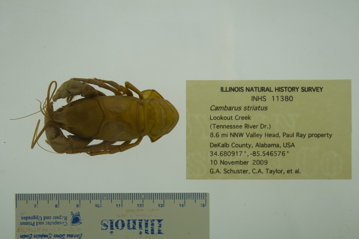 Cambarus striatus image